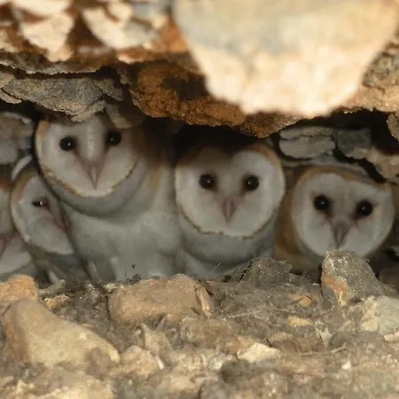 Bed & Breakfast S'archittu Bed&breakfast S'archittu Cuglieri